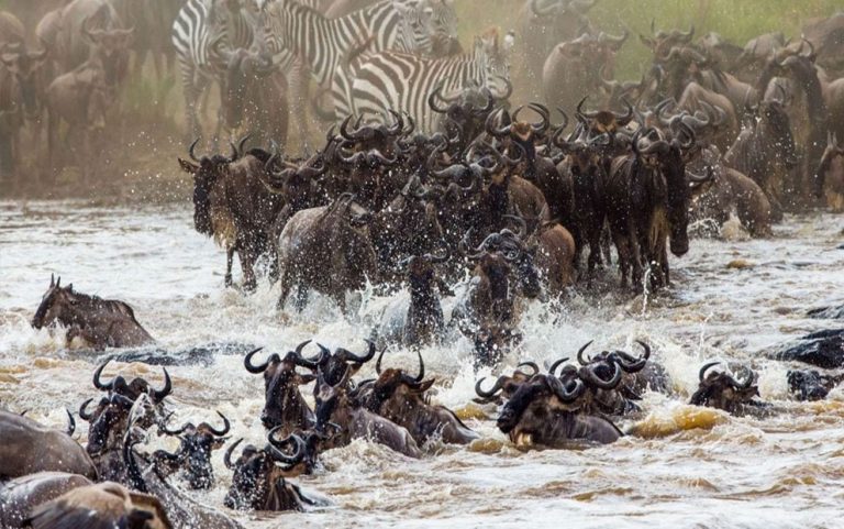 10 Days Migration Safari in Serengeti