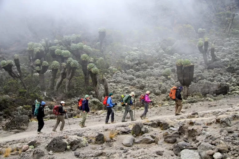 6-Day Kilimanjaro Treks Via Lemosho Route + 2 Nights Hotel Stay