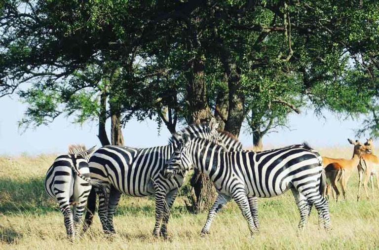 8 Days Northern Tanzania Safari